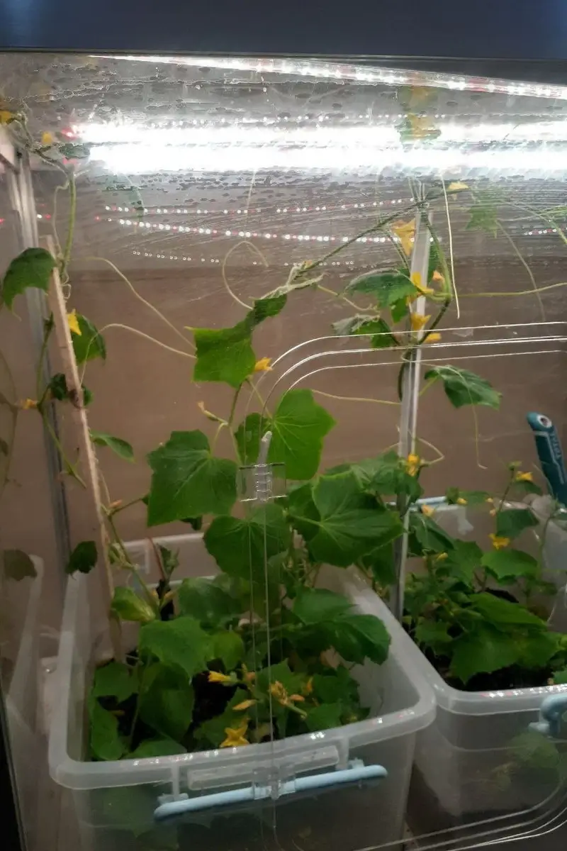 Smart Greenhouse